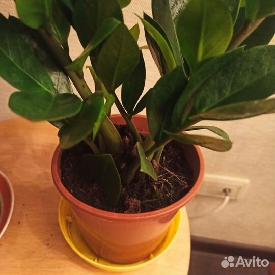 Замиокулькас