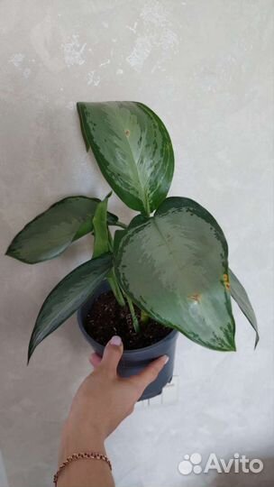 Сильверадо