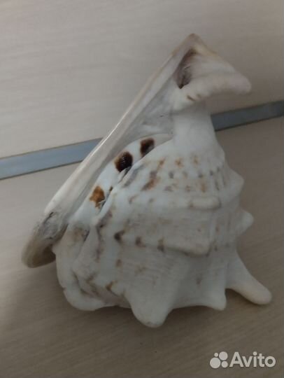 Ракушка морская большая