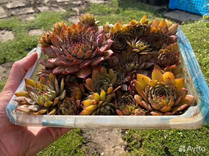 Молодило, каменая роза, коробкой