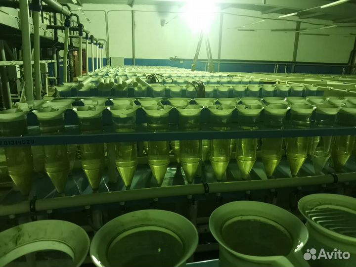 Рыбопосадочный материал