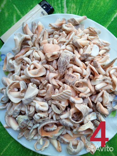 Морские ракушки