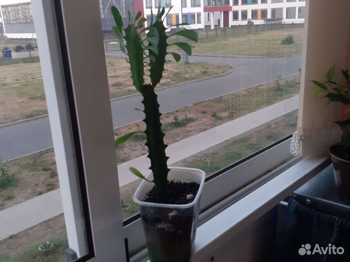 Кактус-мексиканец