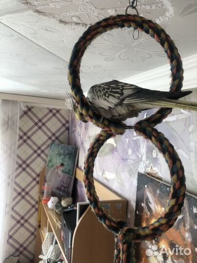 Попугай корелла ручной