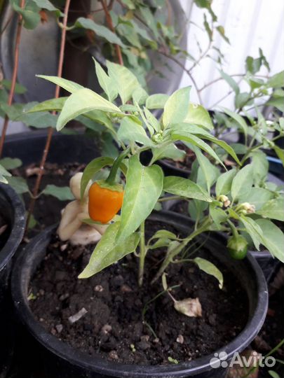 Комнатный острый болгарский перец