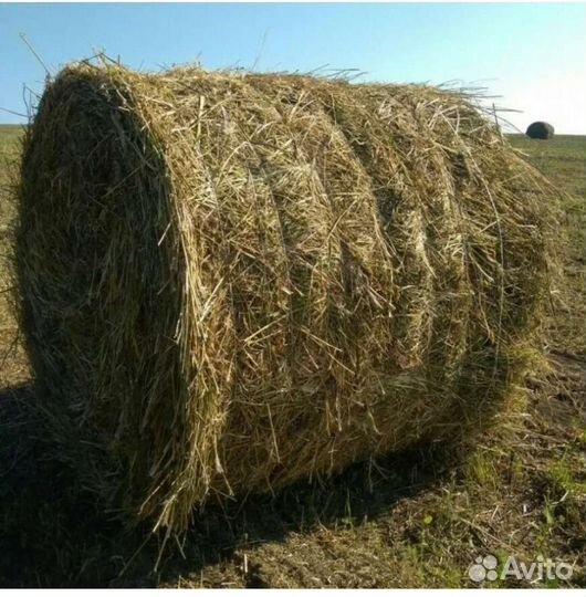 Сено в тюках