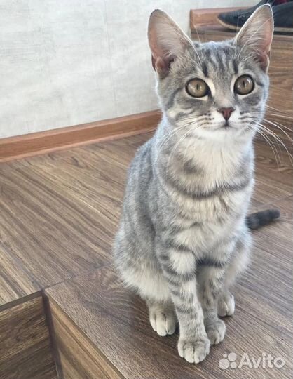 Котенок девочка