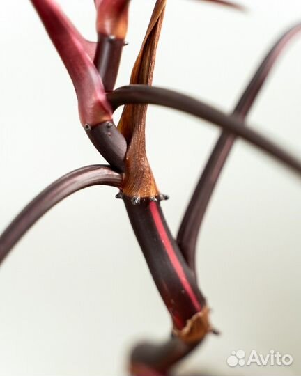 Филодендрон розовая принцесса