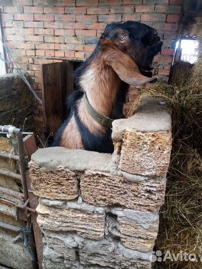 Нубийский козёл