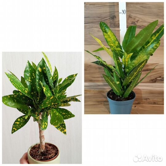 Кротон санни стар и голд даст