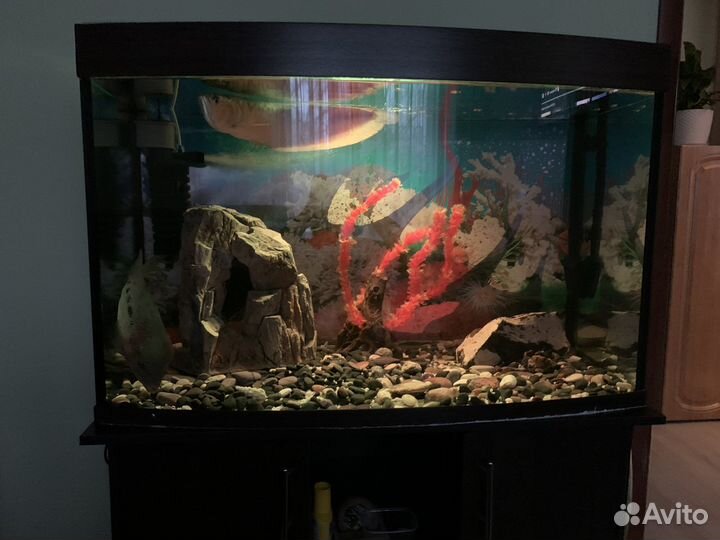 2 Аквариума