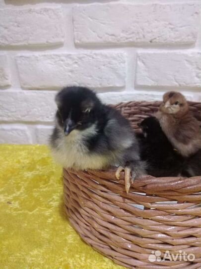 Цыплята Доминант