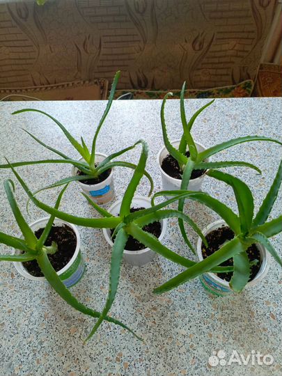 Алоэ лечебный