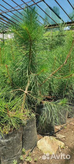 Сосна крымская