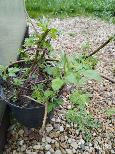 Малина Кумберленд саженцы