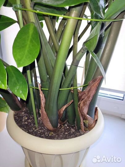 Замиокулькас