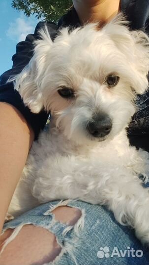 Предлагается для вязок кобель мальтийской болонки