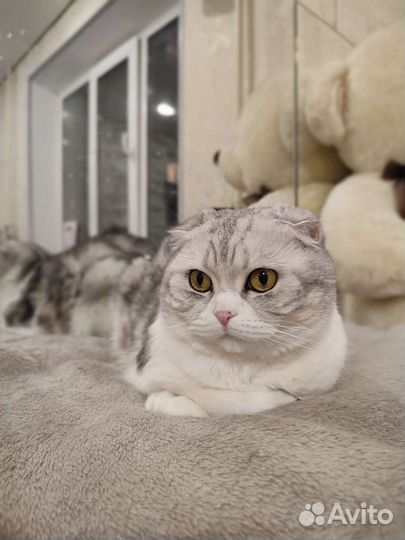 Шотланская вислоухая кошка