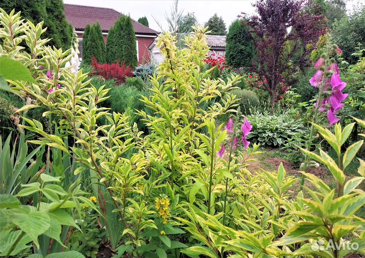 Декоративные кустарники для сада