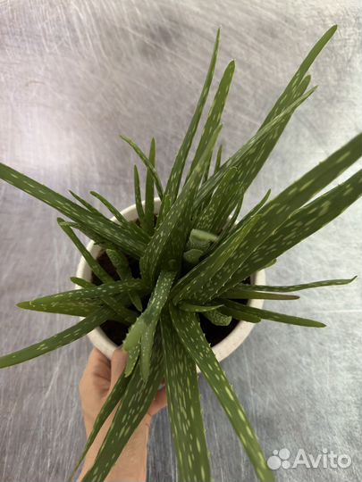 Алоэ вера (лечебный)