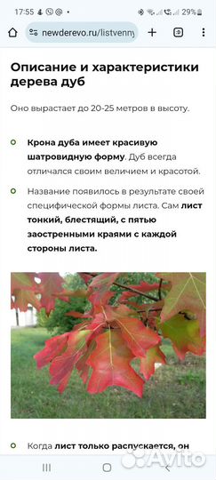 Красный канадский дуб