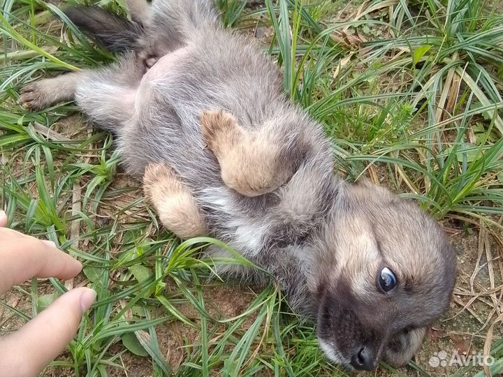 Щенок в добрые руки маленькой собаки