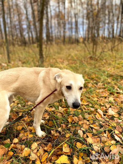 Спасите Айву из приюта
