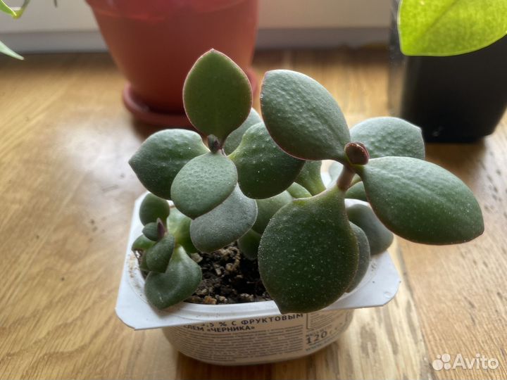 Красула толстянка