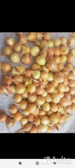 Лук севок оптом