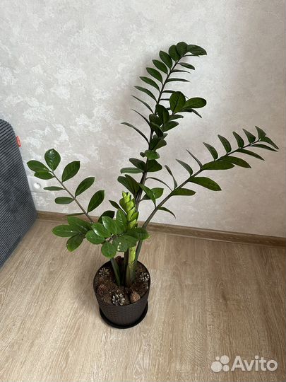 Замиокулькас