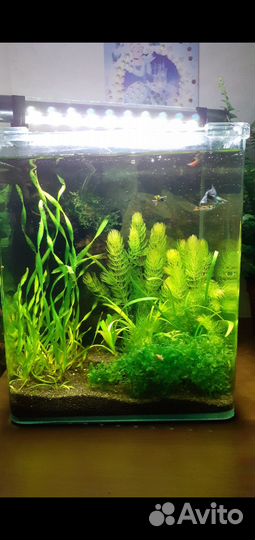 Нано cube Dennerle 20л