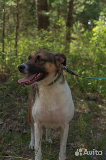 Ищет дом не большая Собачка Мира