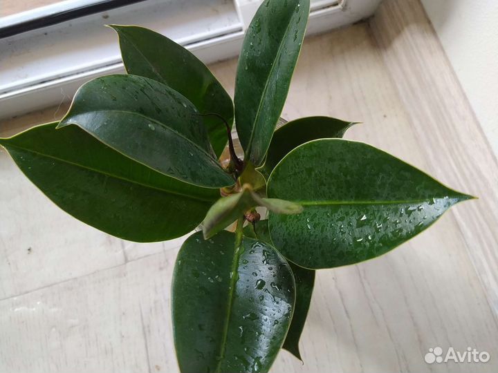 Комнатные цветы