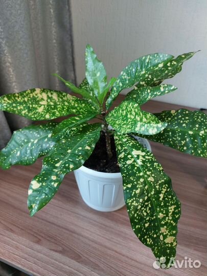Кодиеум кротон пестролистный