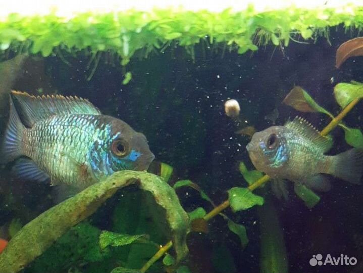 Наннокара неоновая