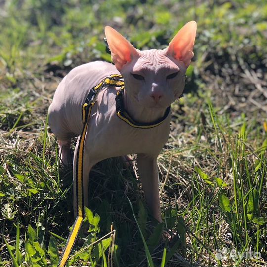 Вязка Донской сфинкс кот - резиночка