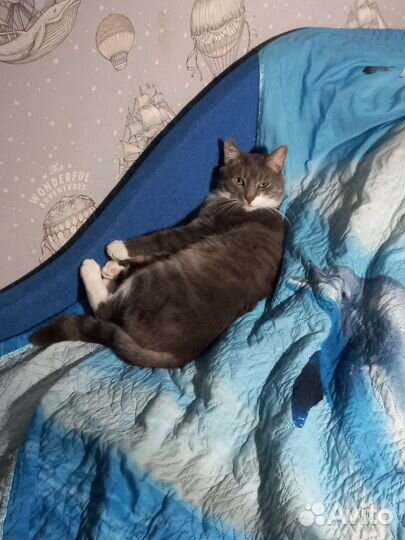 Передержка кошек