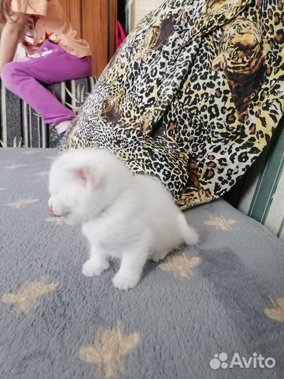 Шотландская вислоухая котёнок девочка