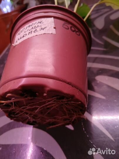 Спатифиллум Chopin и Wallisii