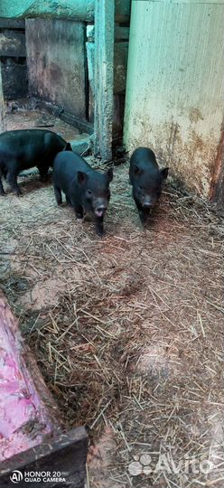 Поросята