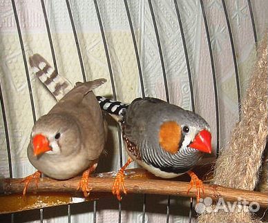 Зебровые амадины