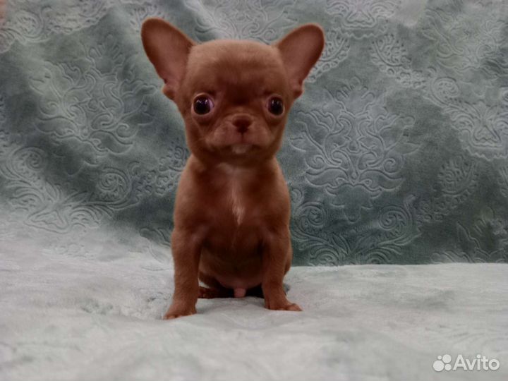 Чихуахуа мини мальчик