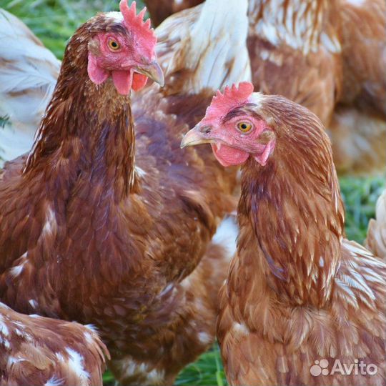 Куры несушки с доставкой