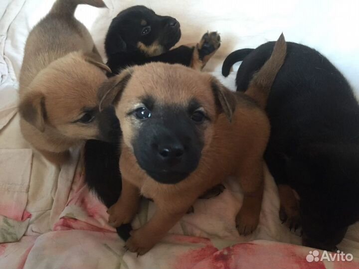 Ласковые щенки Сиба Ину