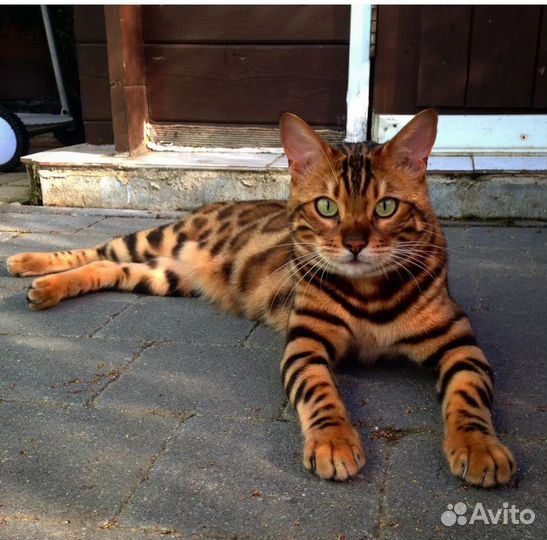 Бенгальские котята