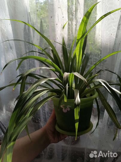 Хлорофитум