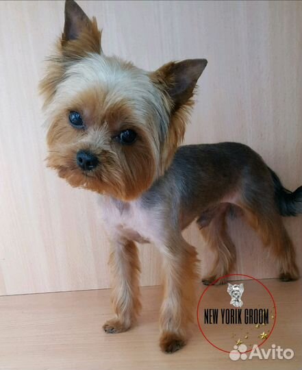 Стрижка йорков, груминг, тримминг