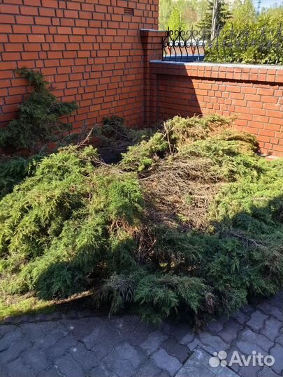 Можжевельник стелящаяся