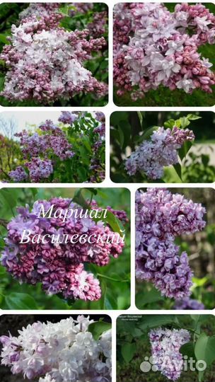 Саженцы сирени