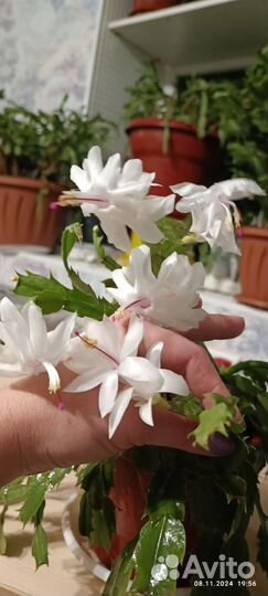 Белый и жёлтый декабрист